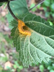 Puccinia urticata