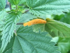 Puccinia urticata