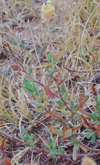 Calylophus