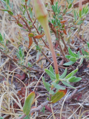 Calylophus