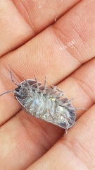 Armadillidium depressum