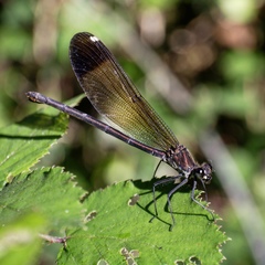 Calopteryx haemorrhoidalis
