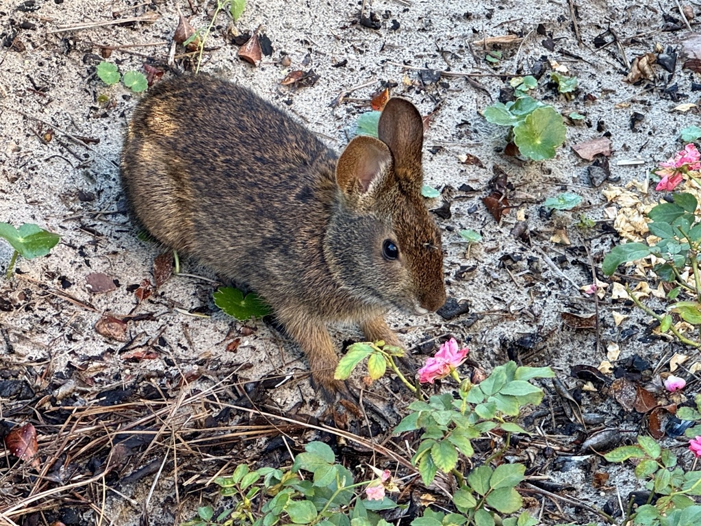 Florida Rabbit Marsh Rabbit from Amelia Island, Fernandina Beach, FL, US on October 15 ...