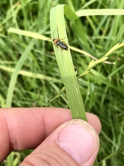 Cantharis flavilabris