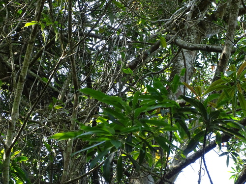 Image of Protorhus longifolia by (c) Shaun Swanepoel, some rights reserved (CC BY)