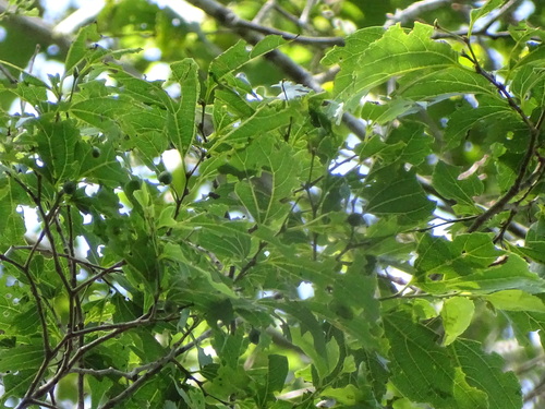 Image of White Stinkwood (Celtis africana) by (c) Shaun Swanepoel, some rights reserved (CC BY)