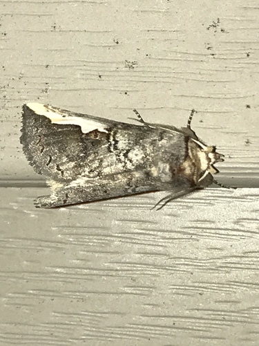 White-headed Prominent and Allies photo 5