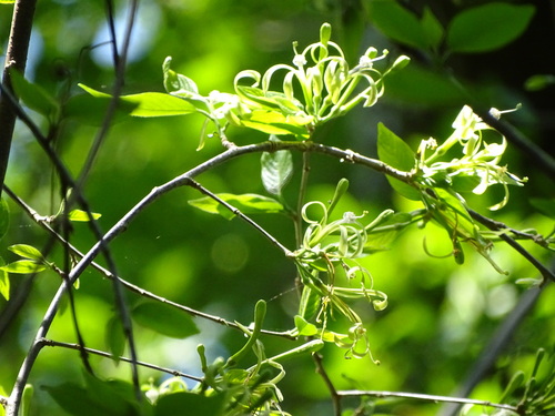 Turraea floribunda, photograph 3