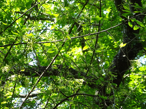 Turraea floribunda, photograph 2