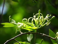 Turraea floribunda, photograph (c) Shaun Swanepoel, some rights reserved (CC BY)