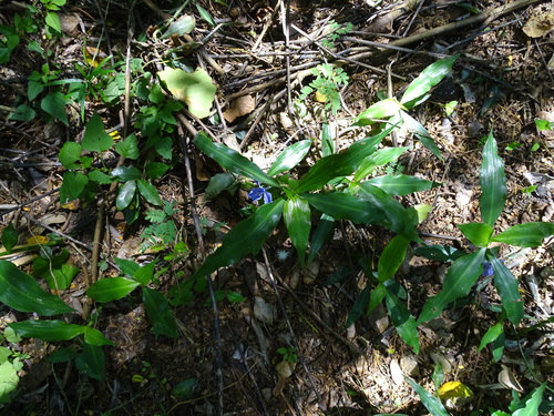 Coleotrype natalensis (Coleotrype natalensis)