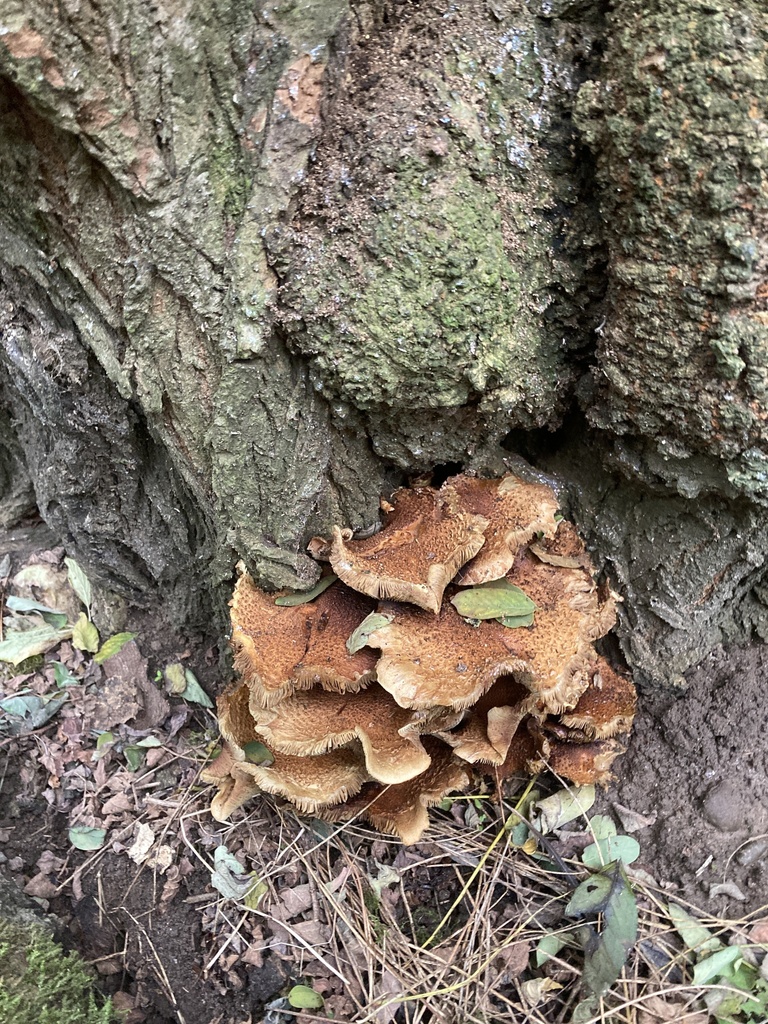 Giant Polypore from Askham Bryan College, York, England, GB on 15 ...