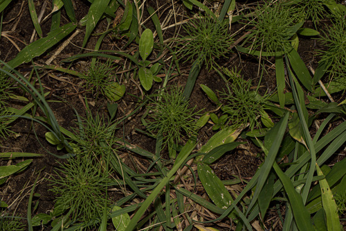 dwarf marigold