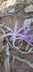 Colchicum variegatum
