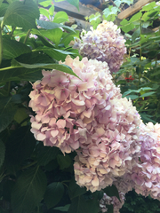 Hydrangea macrophylla