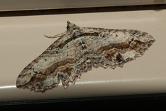 Chrysolarentia leucophanes