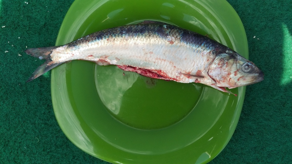Pontic shad (Alosa immaculata) — Clupeidae