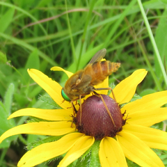 Esenbeckia incisuralis