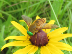 Esenbeckia incisuralis