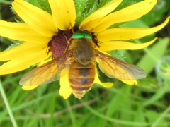 Esenbeckia incisuralis