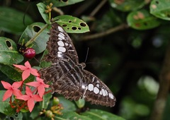 Parthenos sylvia