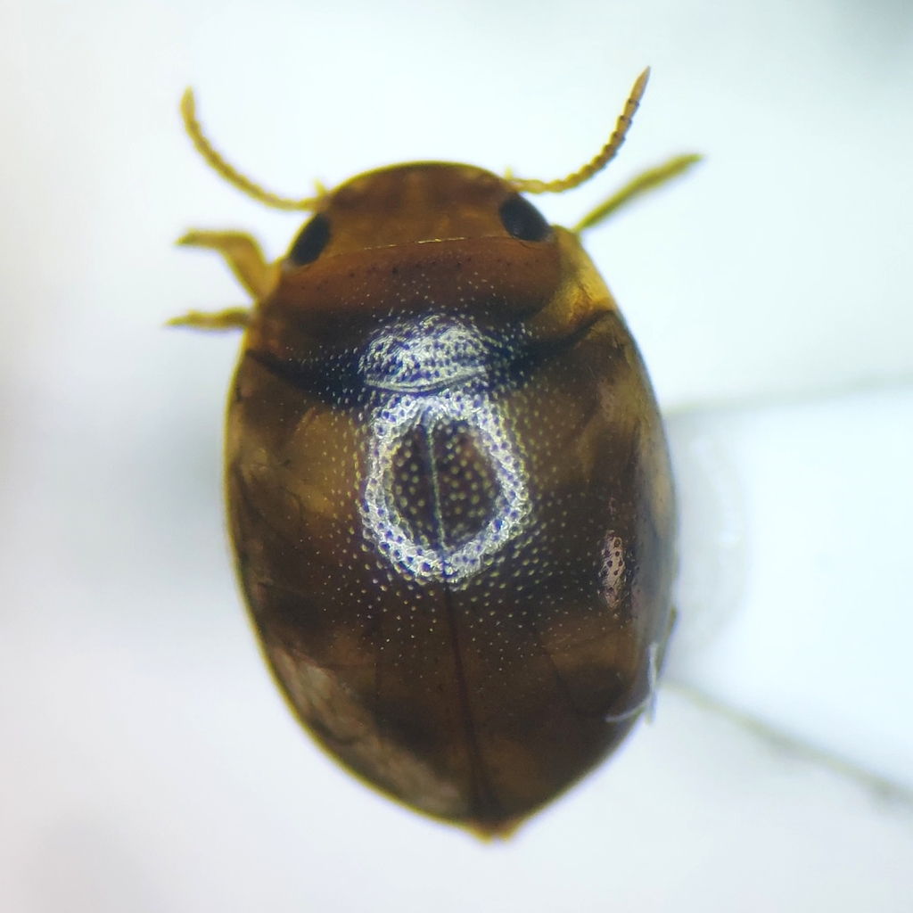 Hydrovatus cuspidatus