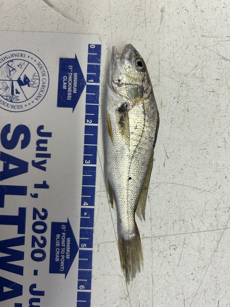 Atlantic Croaker from Georgetown County, SC, USA on October 14, 2024 at ...