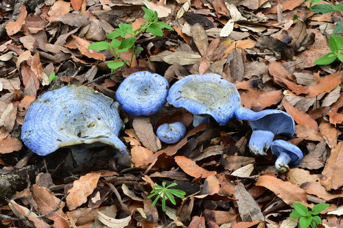 indigo milk cap