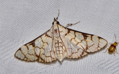 Aphytoceros lucusalis
