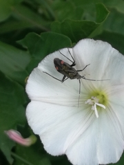 Closterotomus cinctipes