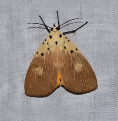 Asota iodamia
