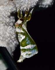 Aenetus splendens
