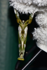 Aenetus splendens