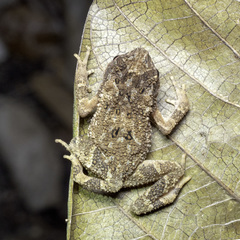 Ingerophrynus parvus