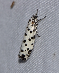 Ethmia clytodoxa