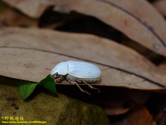 Cyphochilus crataceus