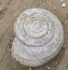 Helminthoglypta dupetithouarsi