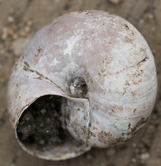 Helminthoglypta dupetithouarsi