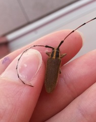 Agapanthia asphodeli