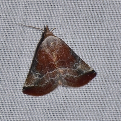 Mataeomera mesotaenia