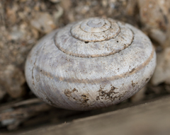 Helminthoglypta dupetithouarsi