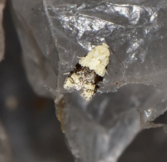 Tracholena sulfurosa