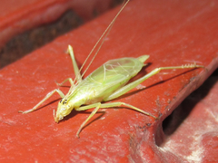 Oecanthus argentinus