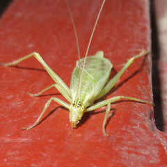 Oecanthus argentinus