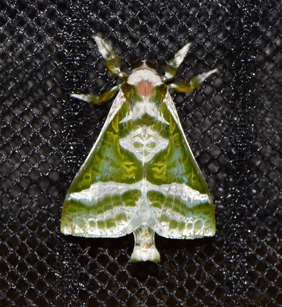 Splendid Ghost Moths