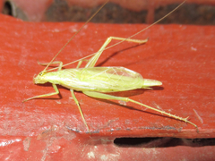 Oecanthus argentinus