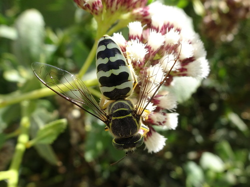 Sand Wasp