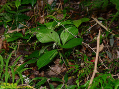 Chloranthus oldhamii