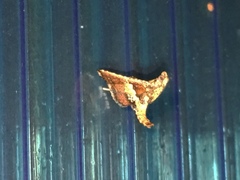 Endotricha mesenterialis