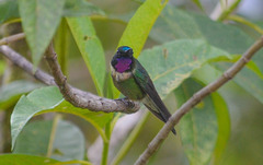 Heliangelus amethysticollis